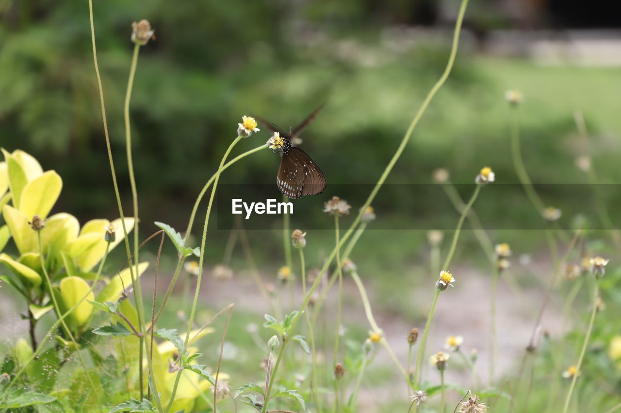 CLOSE-UP OF BUTTERFLY ON FLOWER FIELD