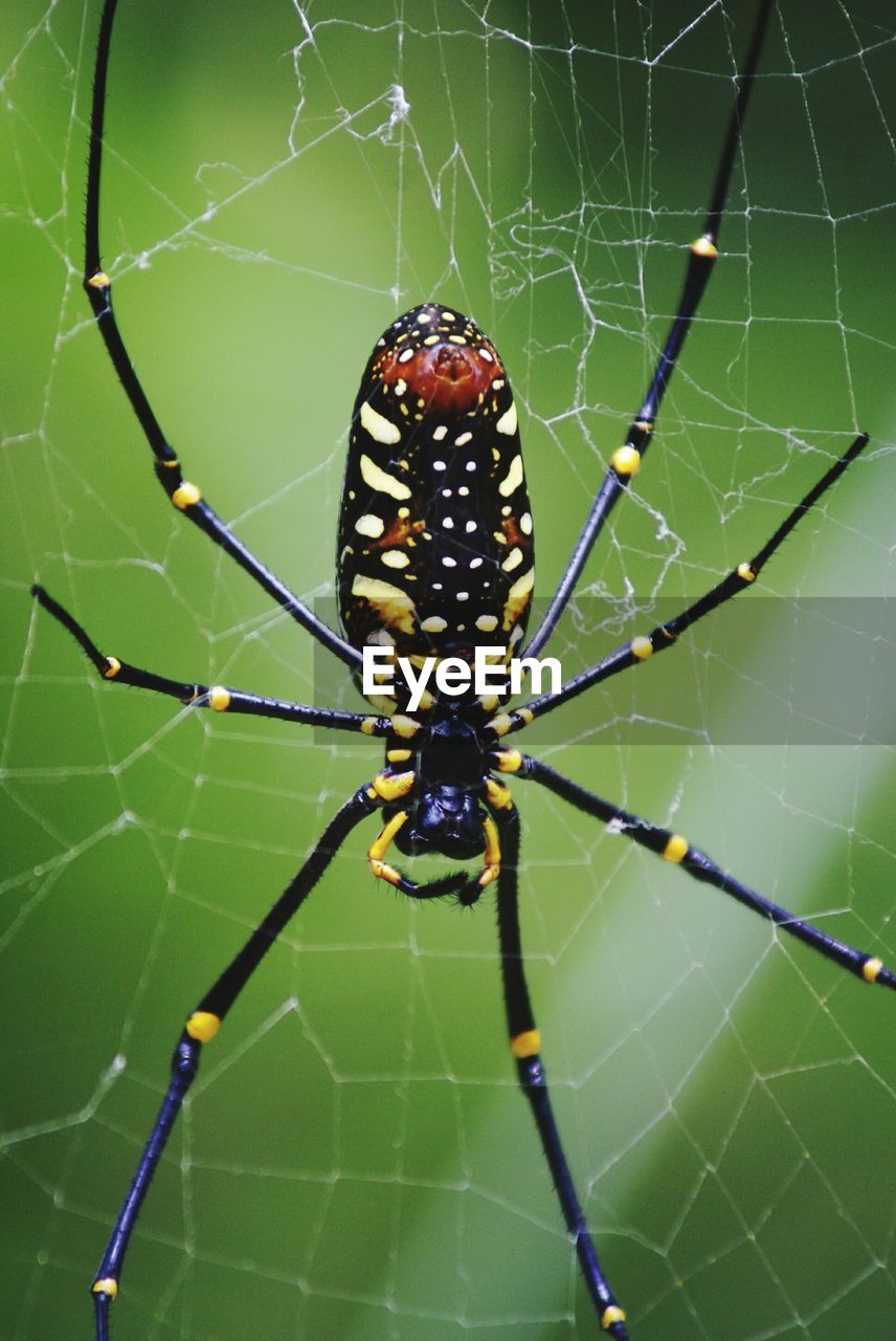 Close-up of garden spider on web