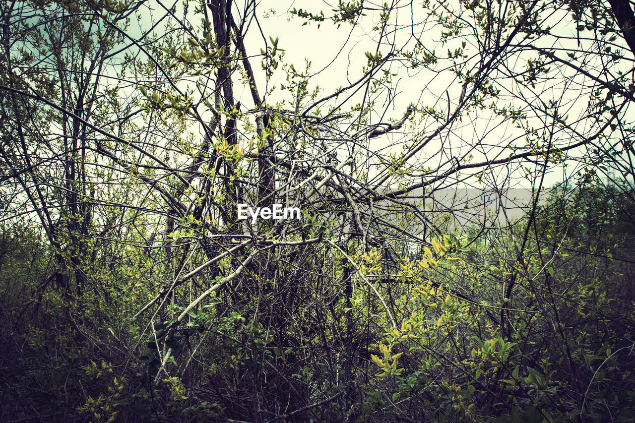 BARE TREES GROWING ON LANDSCAPE