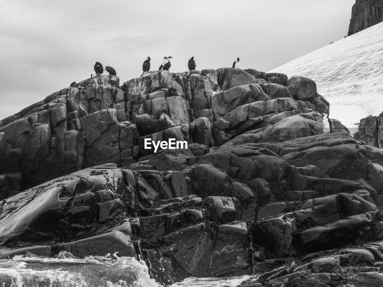 Cormorants and penguin on rocks in antarctica