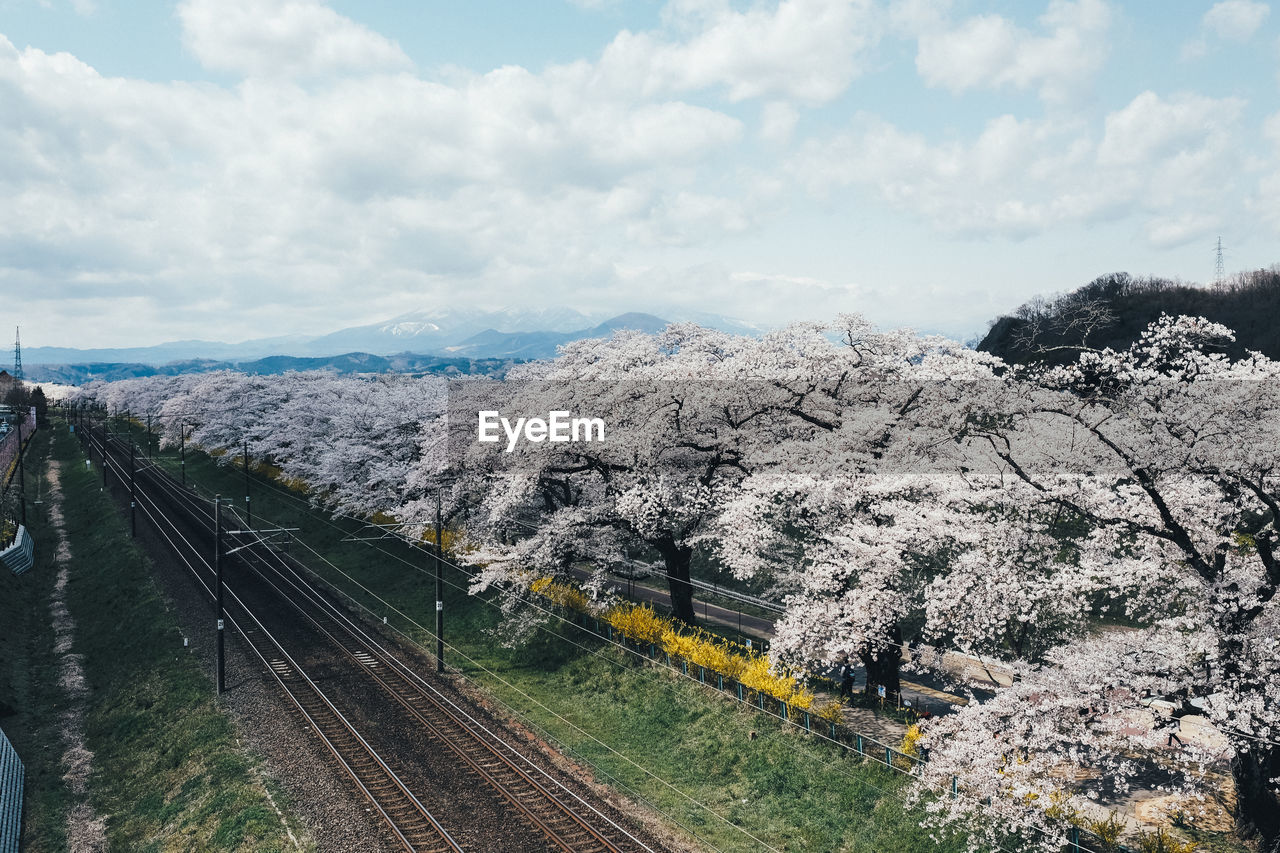 Railroad tracks by white trees against sky