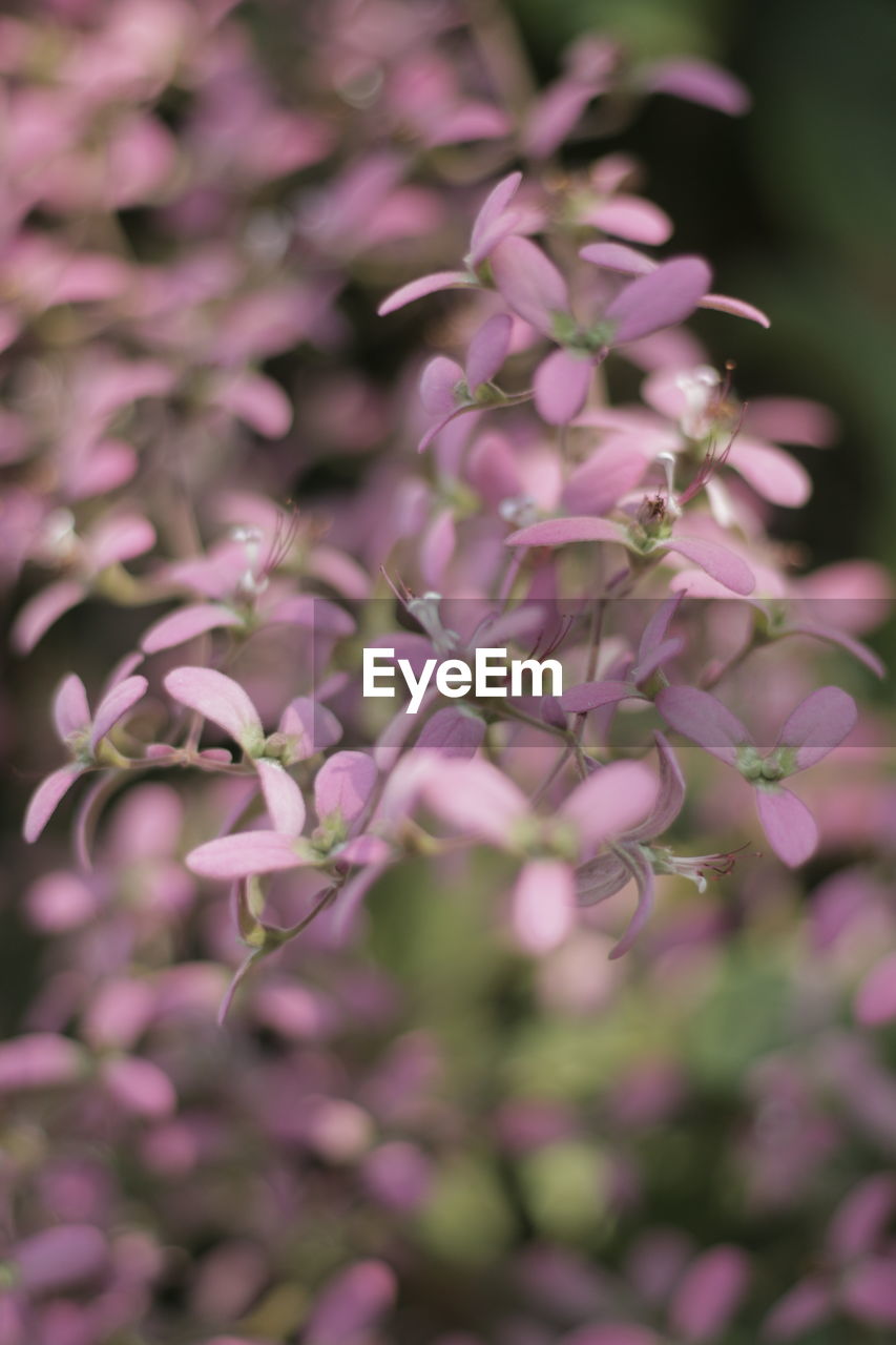 Close-up of pink flowering plant