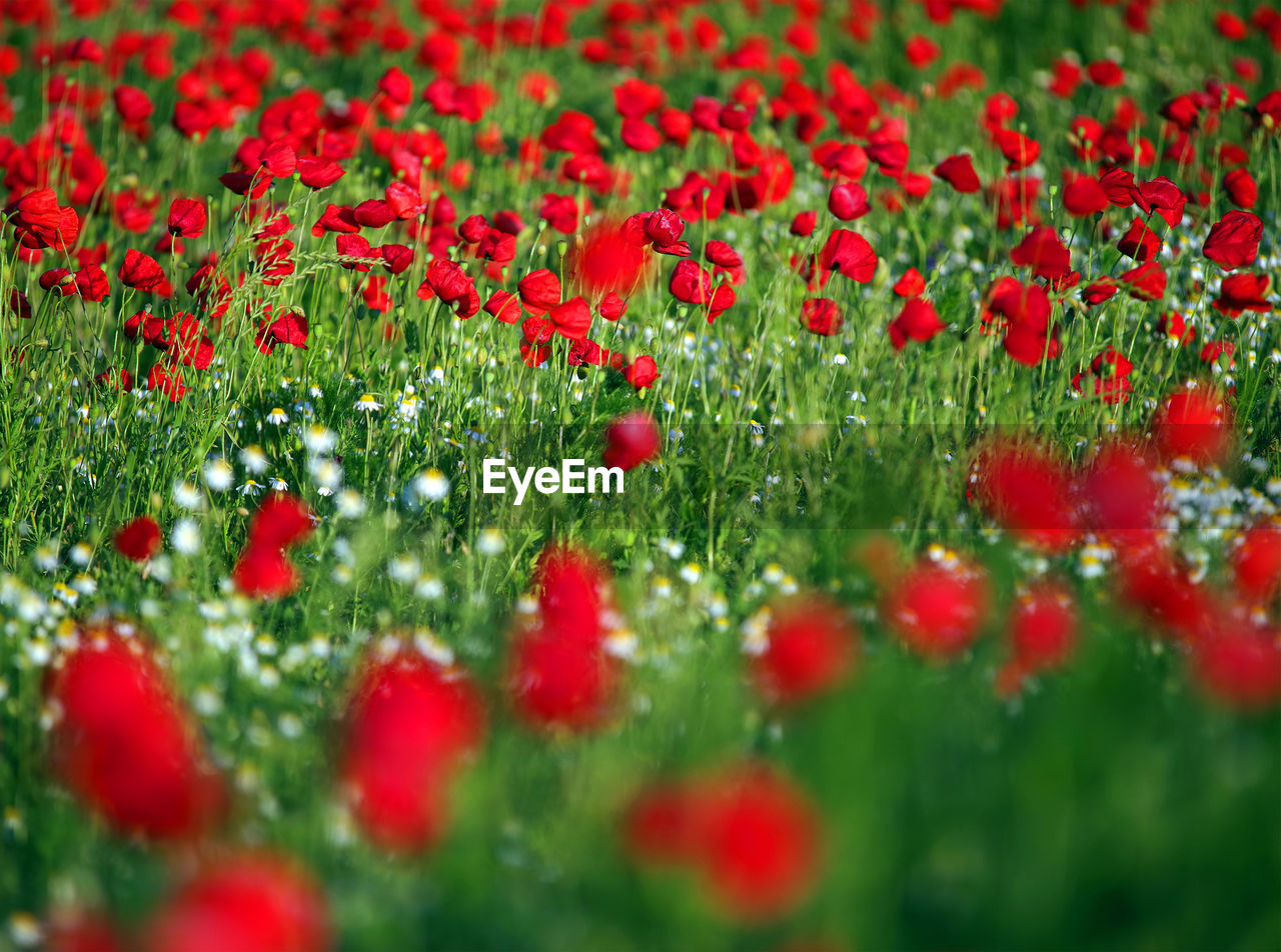 CLOSE-UP OF RED POPPY FLOWERS GROWING ON FIELD