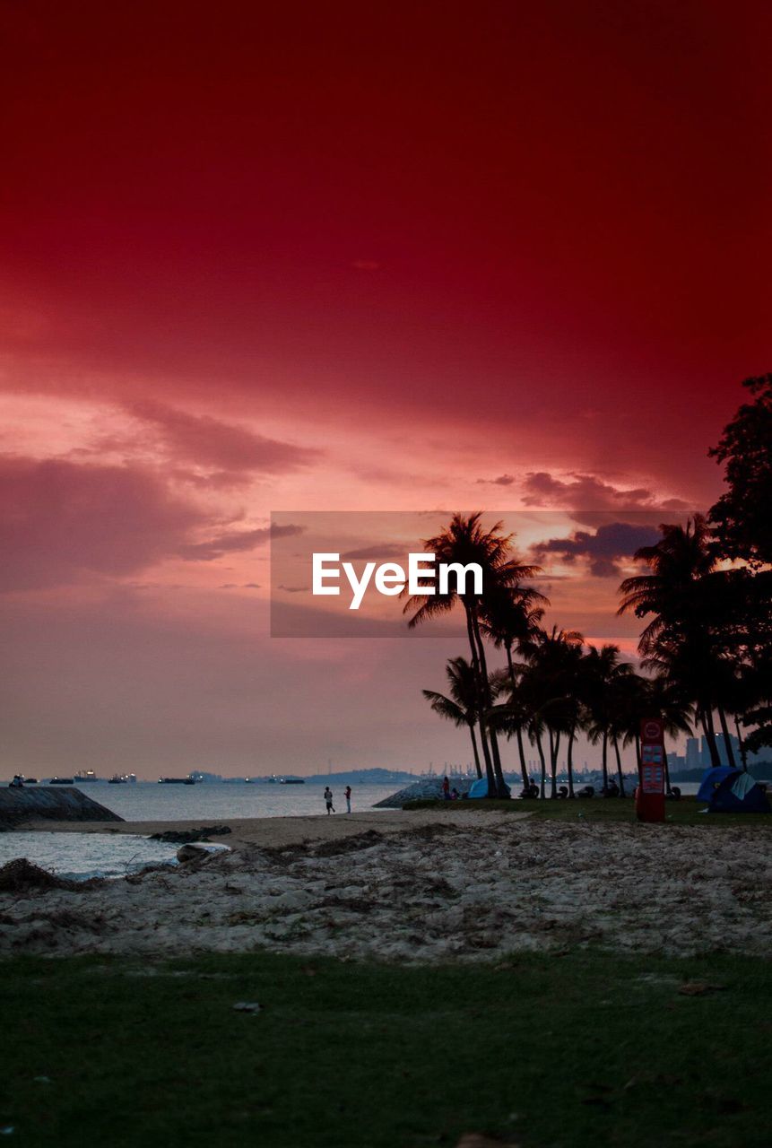 PALM TREES ON BEACH AT SUNSET