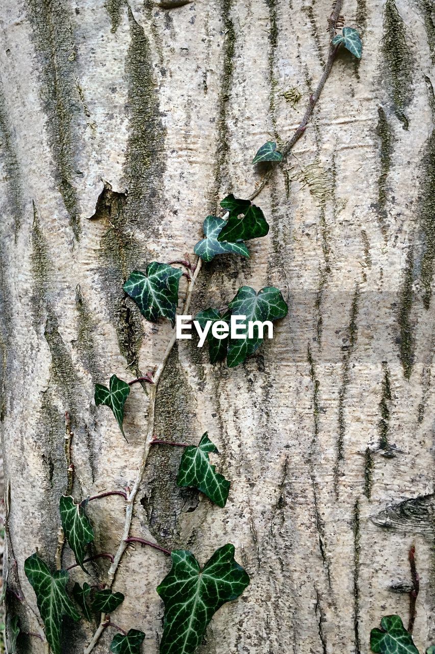 Close-up of ivy vine on tree trunk