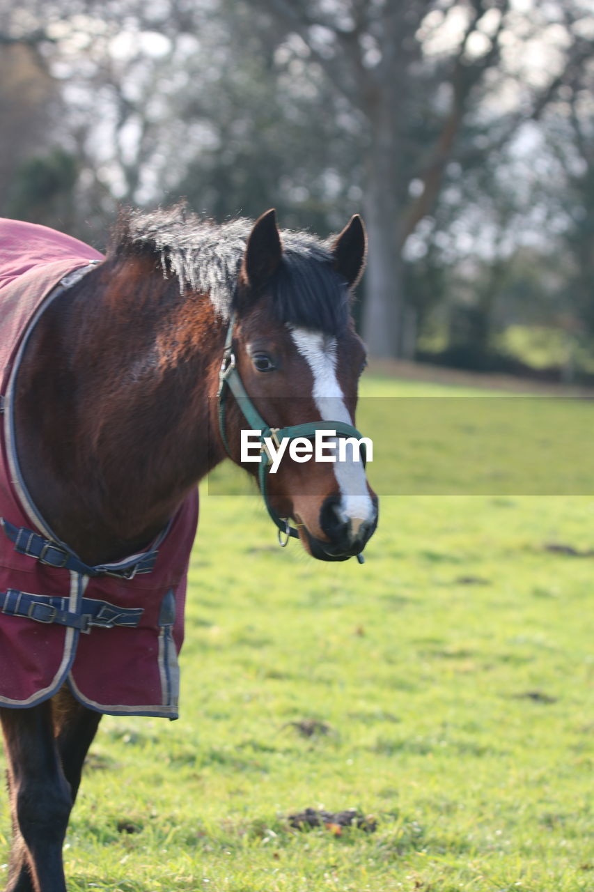 HORSE STANDING IN FIELD