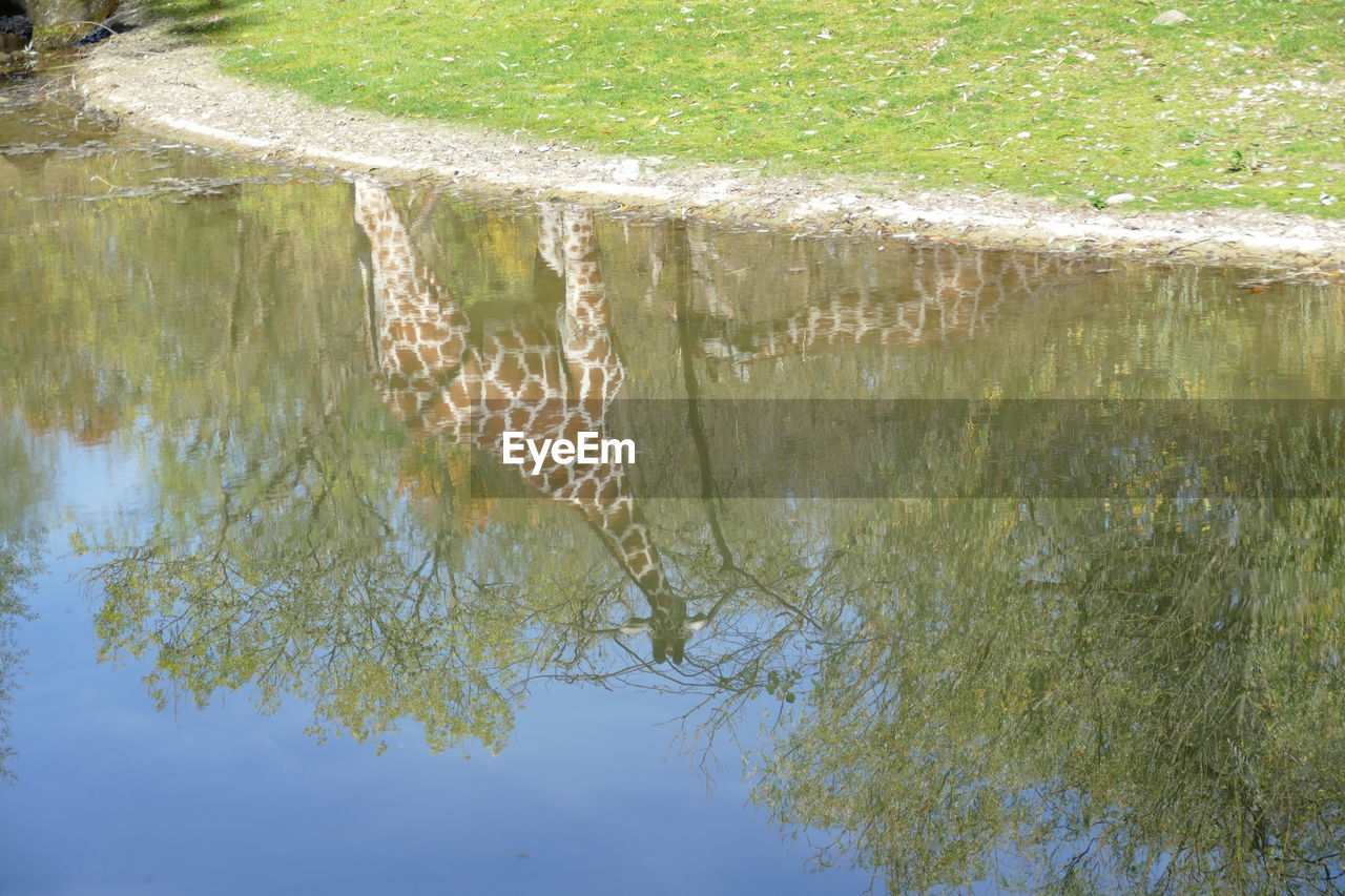 REFLECTION OF TREE ON WATER