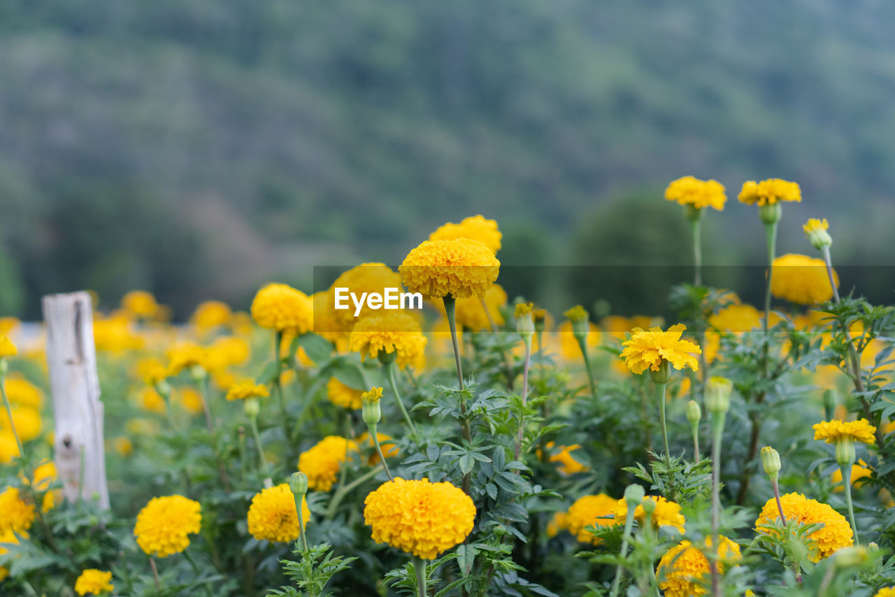 Close-up of yellow flowers on field