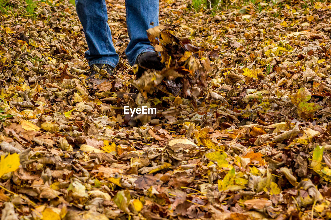 LOW SECTION OF MAN STANDING ON DRY LEAVES