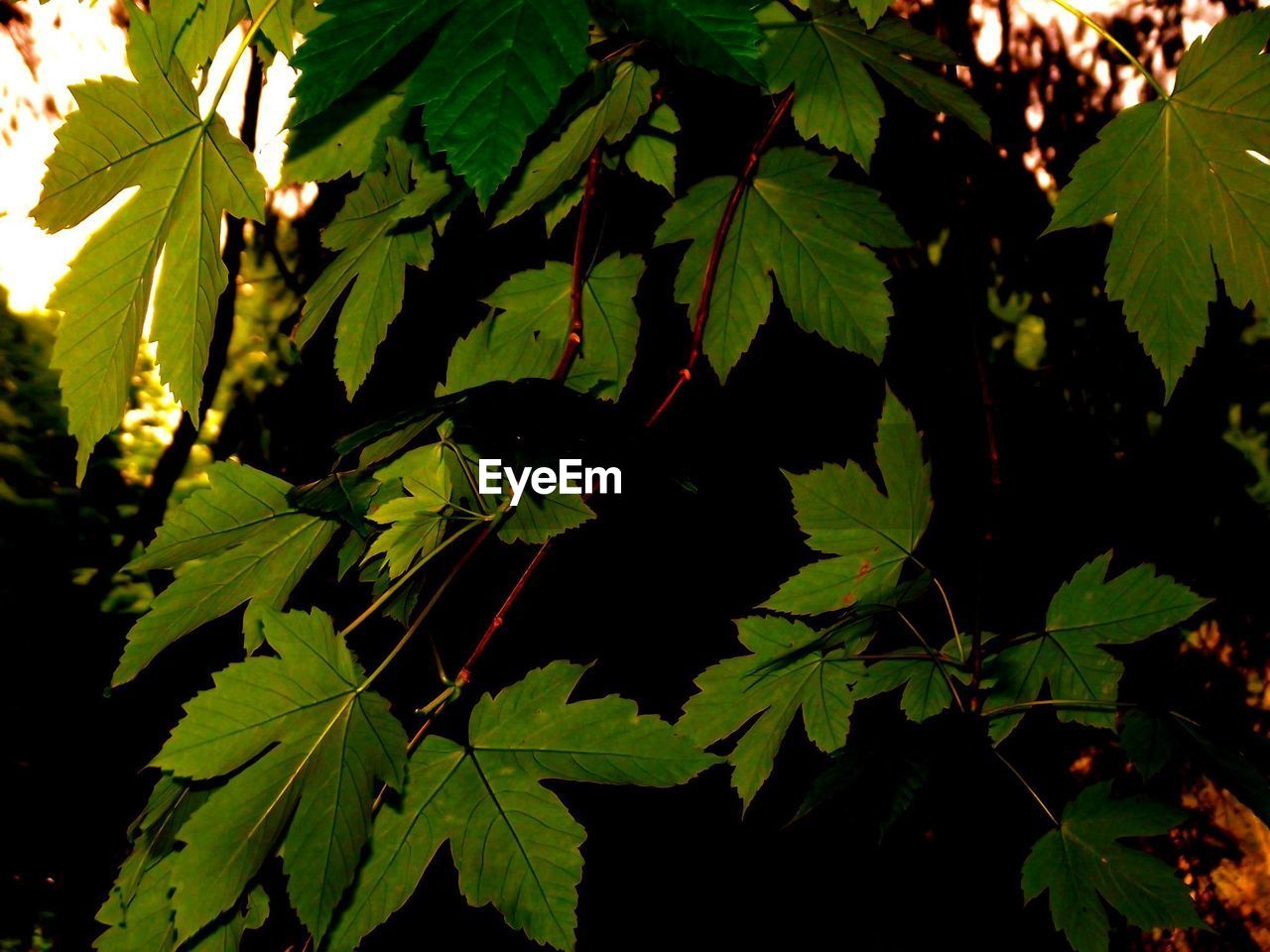 Close-up of leaves