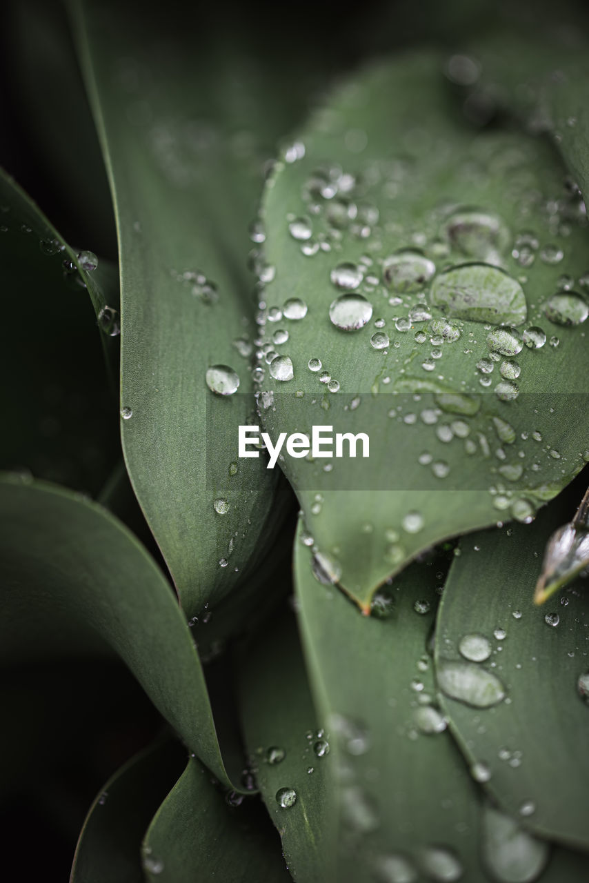 Close up of water droplets on green leaves after a rain.