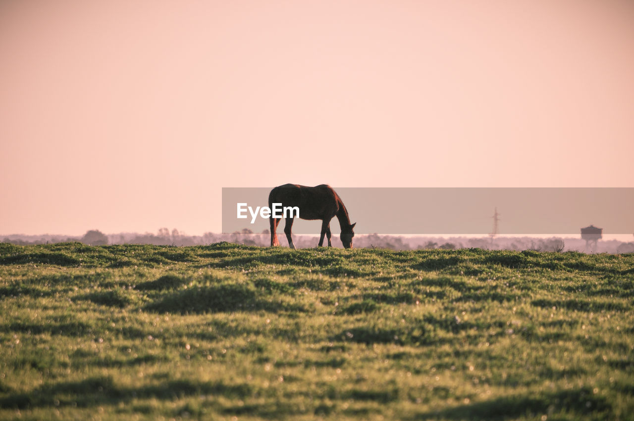 Horse grazing in a field