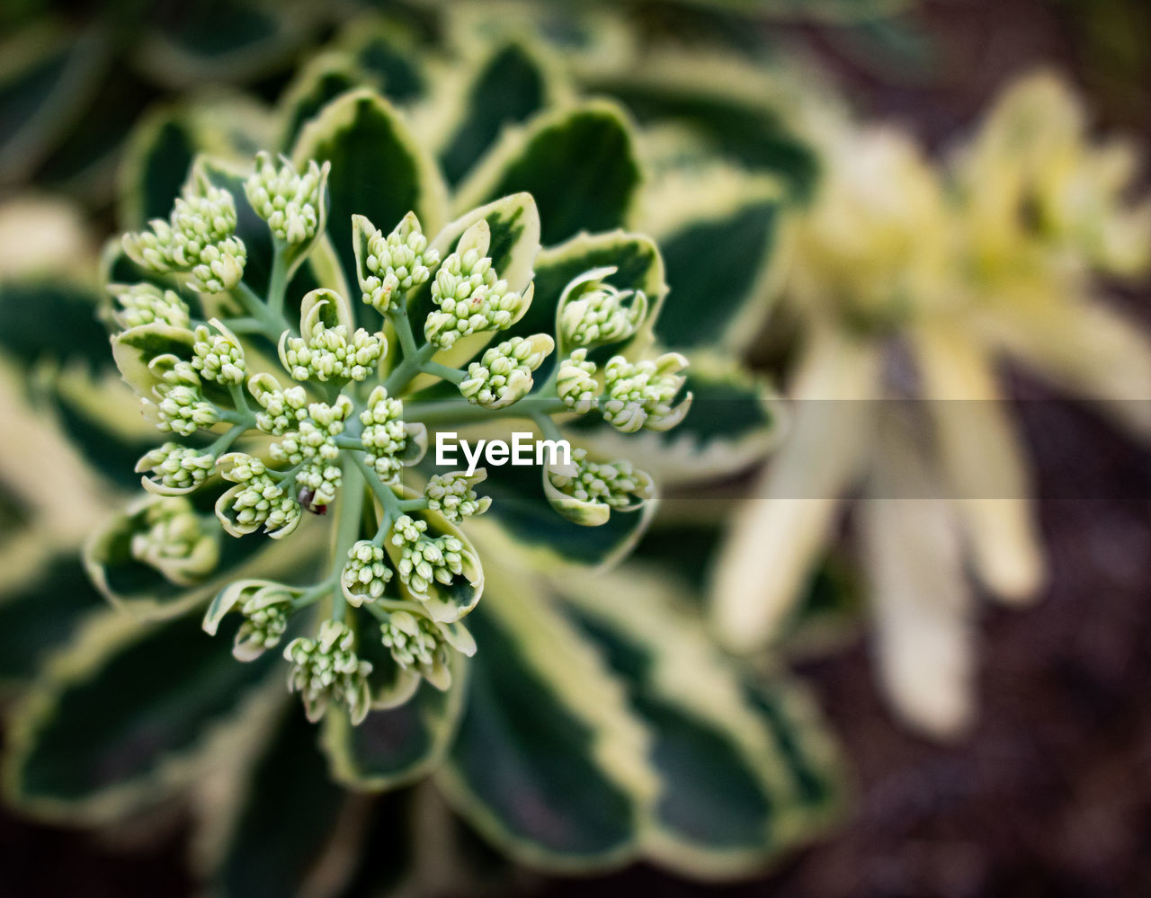 CLOSE-UP OF WHITE FLOWERING PLANT WITH LEAVES