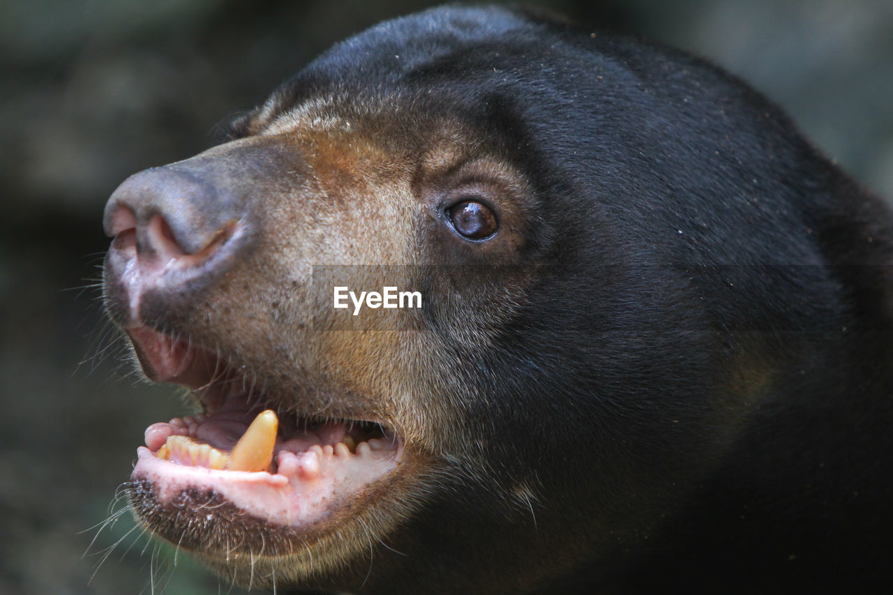 animal themes, animal, one animal, mammal, animal body part, nose, close-up, snout, animal wildlife, animal head, wildlife, no people, portrait, mouth open, animal mouth, facial expression, animal teeth, dog, outdoors, focus on foreground