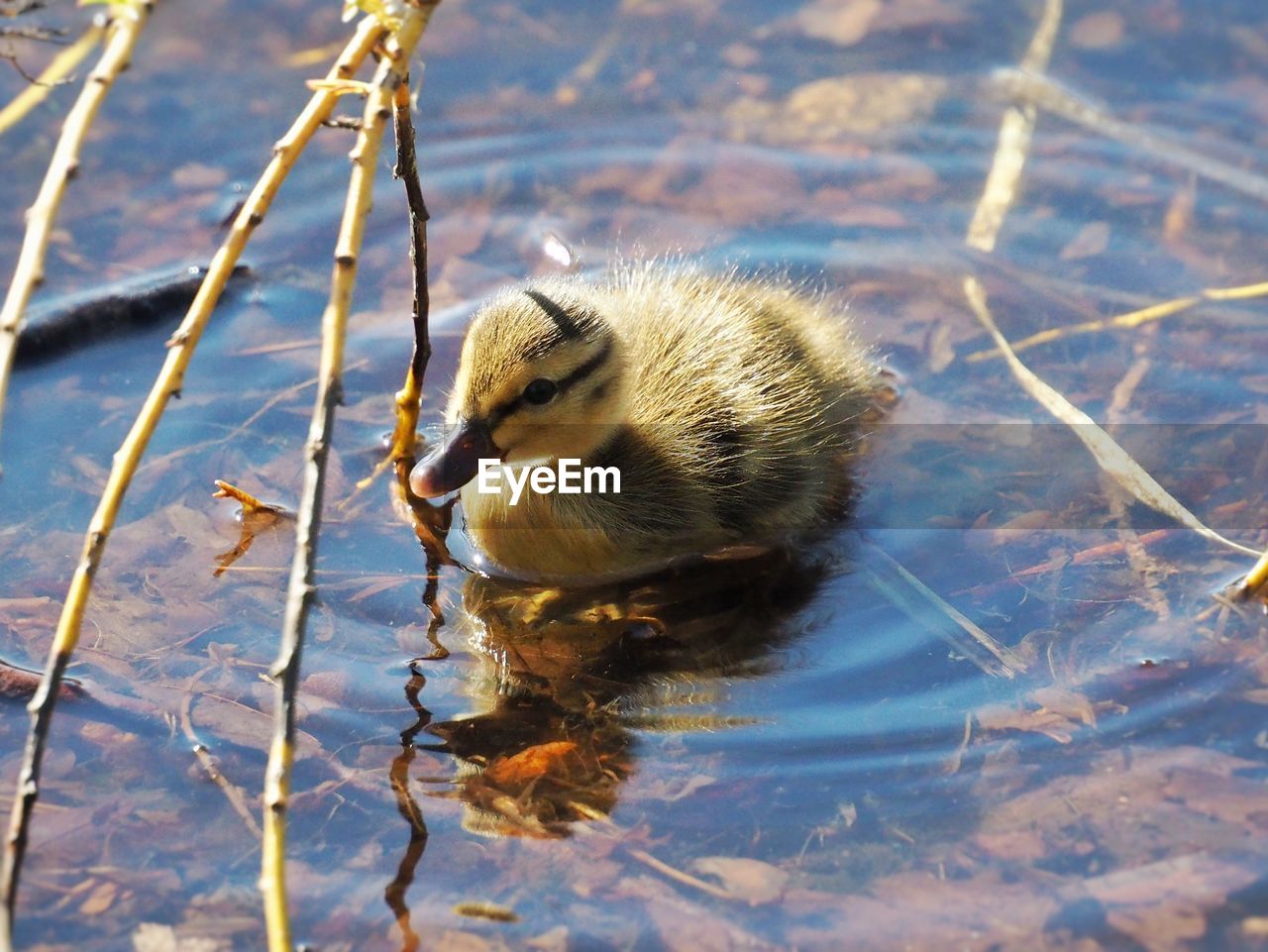 HIGH ANGLE VIEW OF MALLARD DUCK SWIMMING IN LAKE