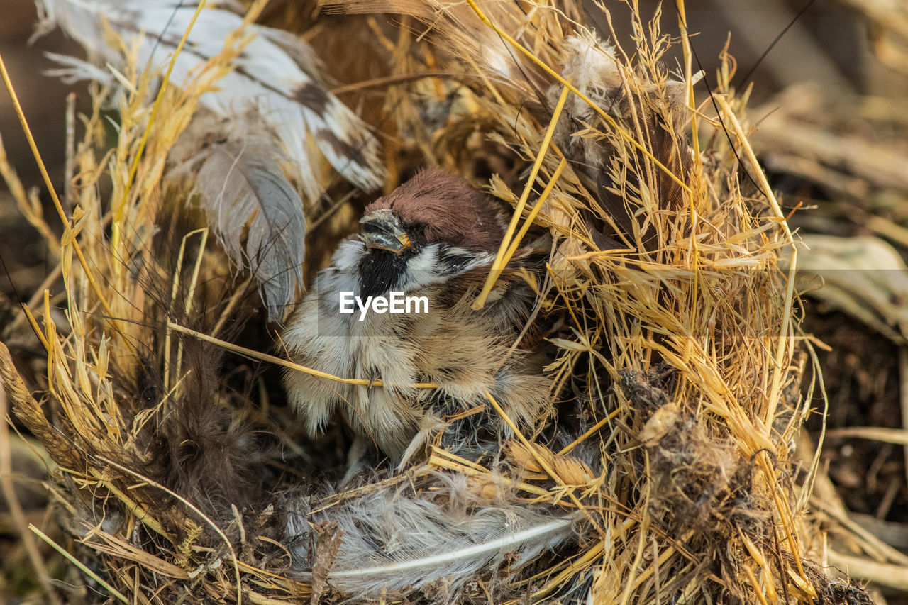 HIGH ANGLE VIEW OF BIRD NEST