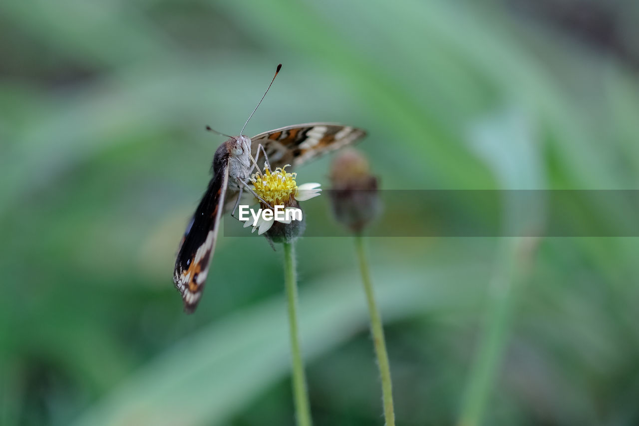 BUTTERFLY POLLINATING ON FLOWER