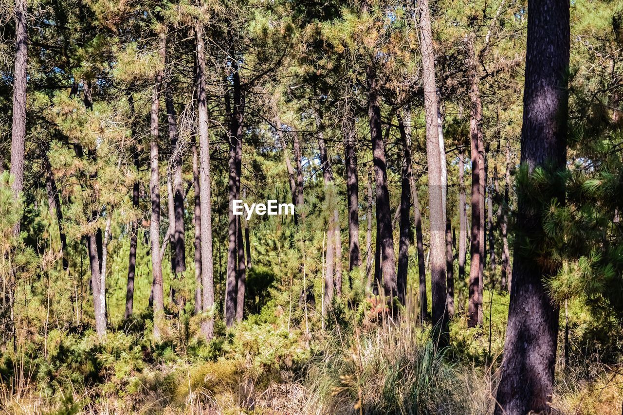 PANORAMIC SHOT OF TREES IN FOREST