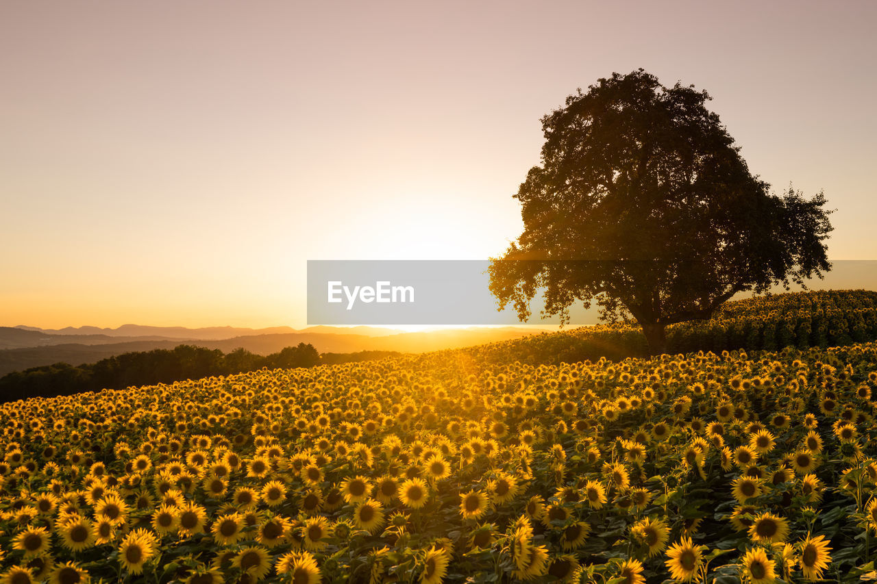 Scenic view of field against sky during sunset