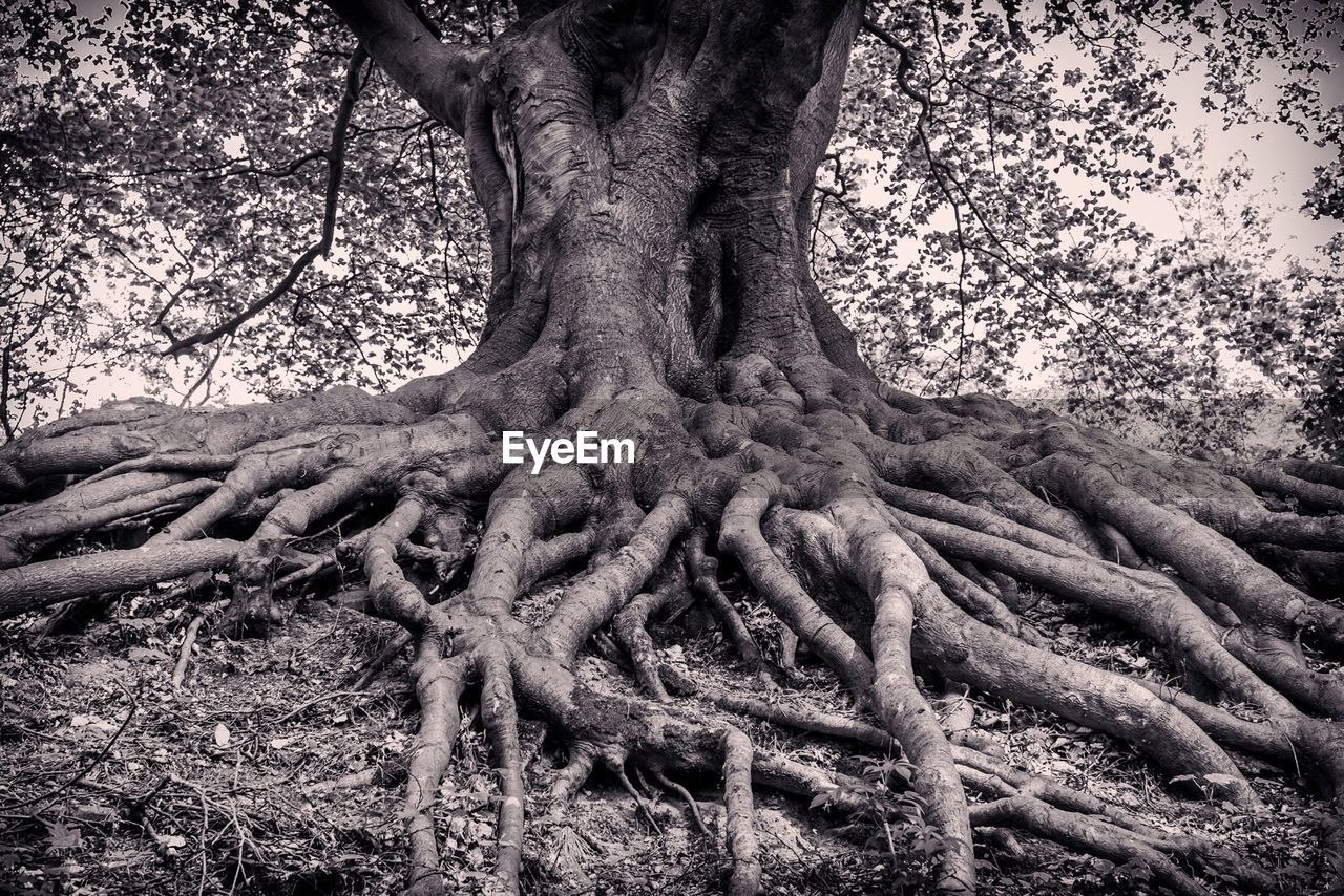 Close-up of tree roots