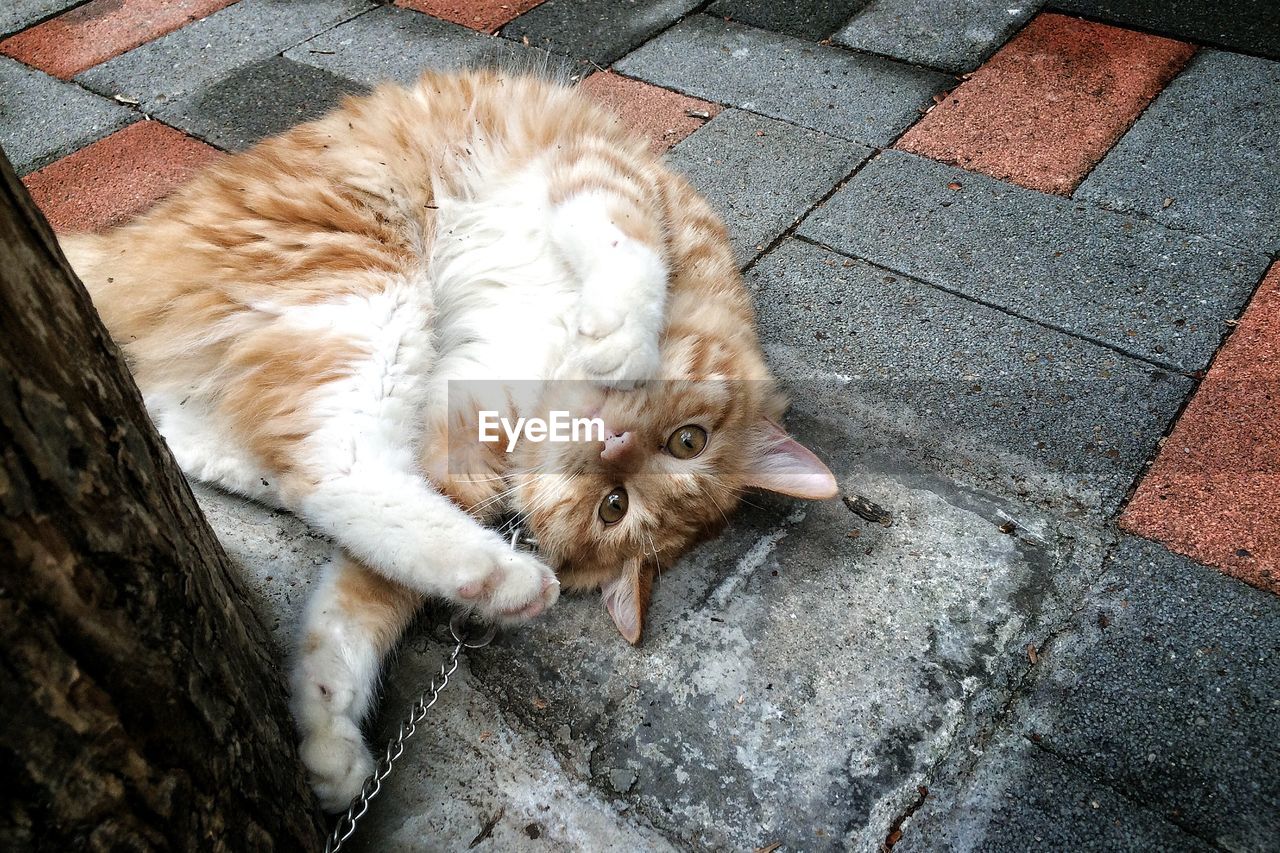 HIGH ANGLE VIEW OF CATS RELAXING ON FOOTPATH