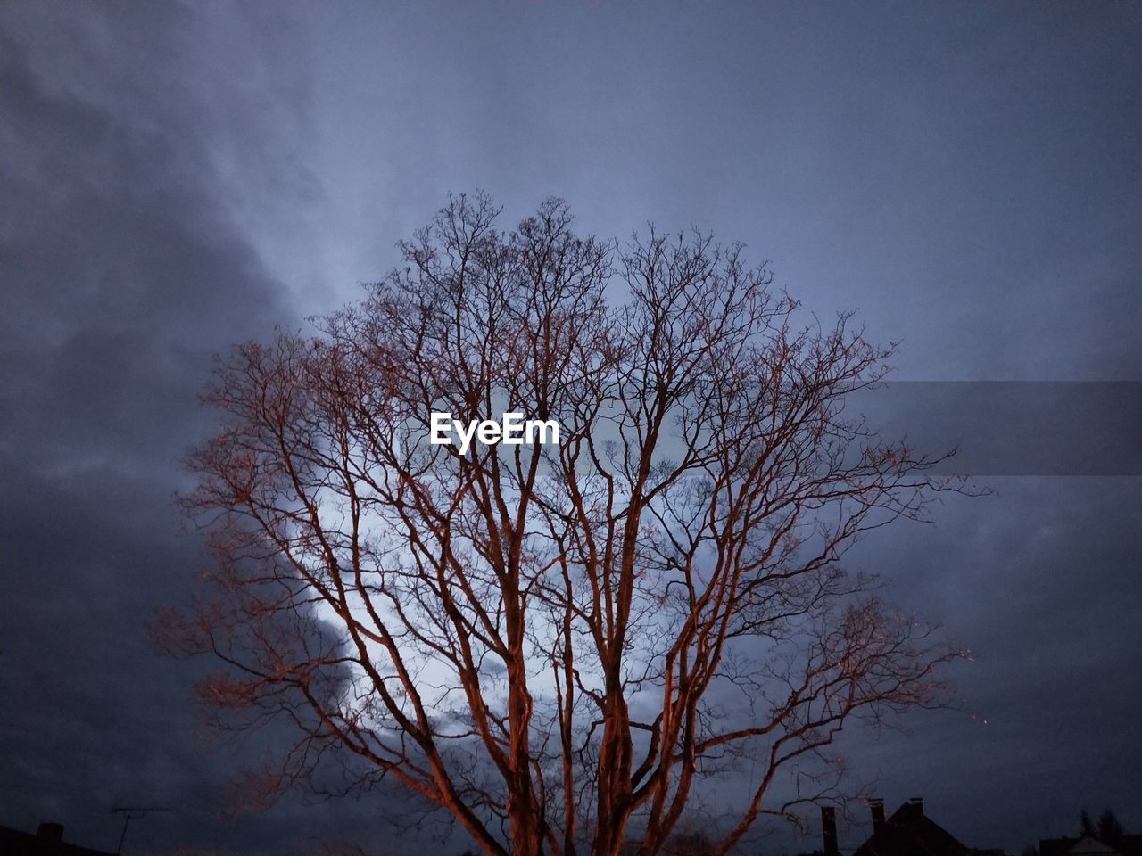 LOW ANGLE VIEW OF SILHOUETTE TREE AGAINST SKY