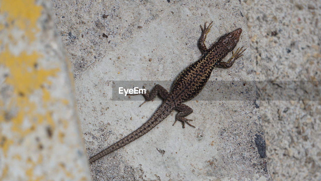 CLOSE-UP OF A LIZARD ON ROCK