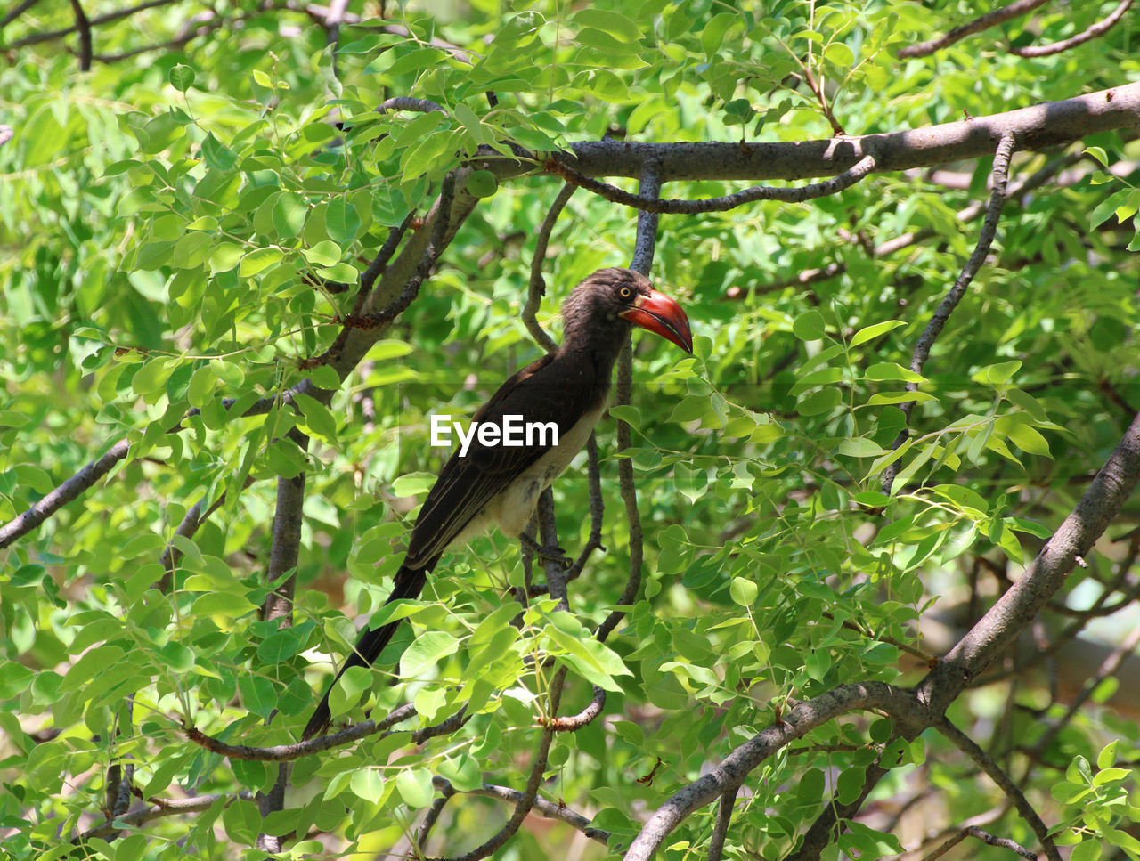 VIEW OF BIRD PERCHING ON TREE