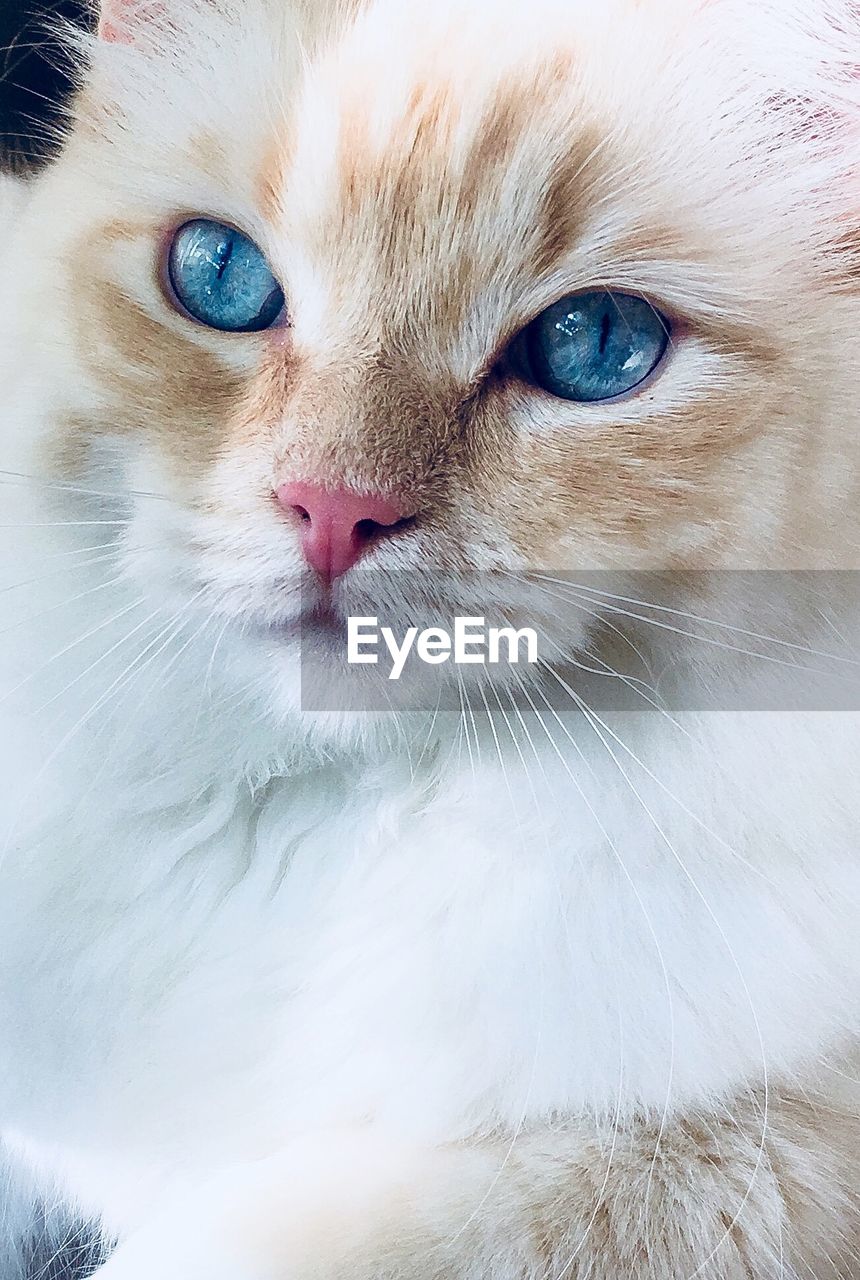 CLOSE-UP PORTRAIT OF KITTEN WITH EYES