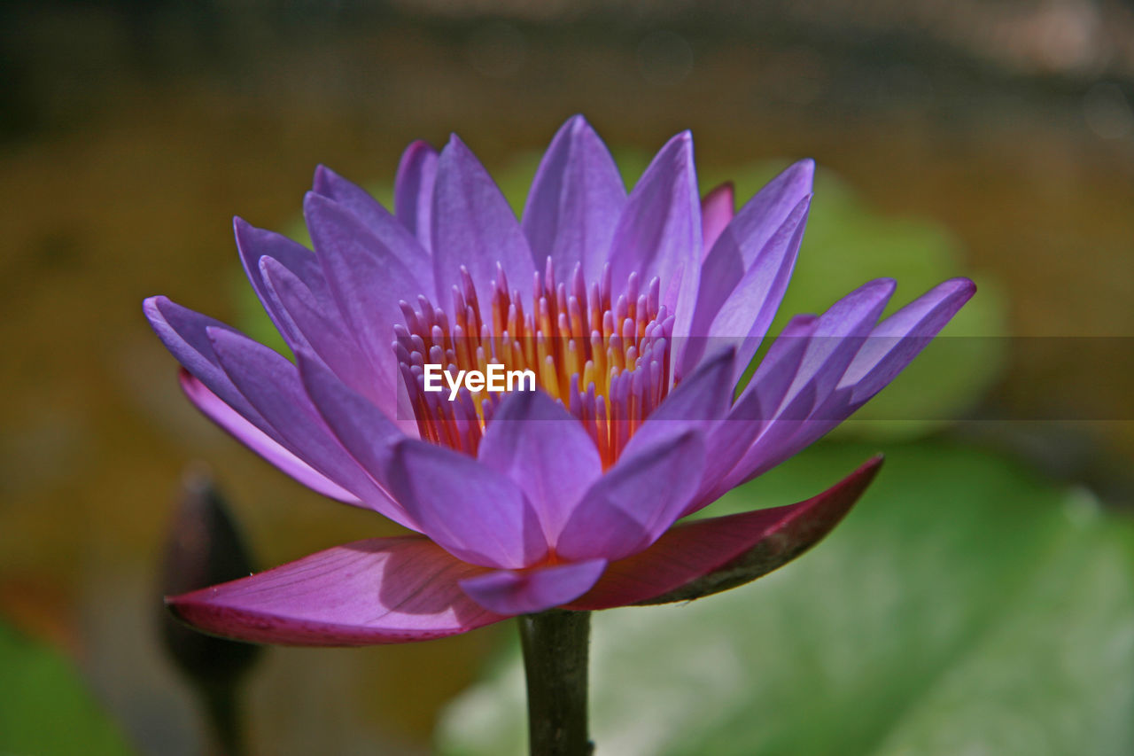 Close-up of purple water lily