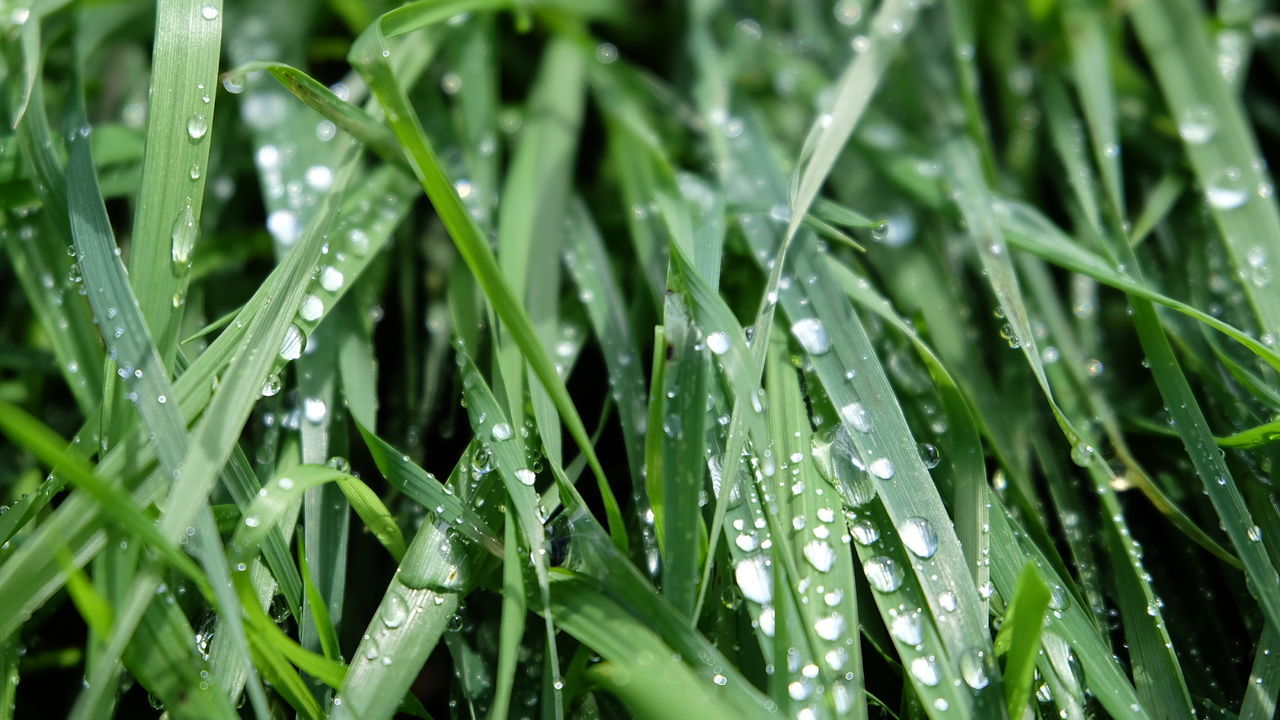 Close-up of water drops on leaf