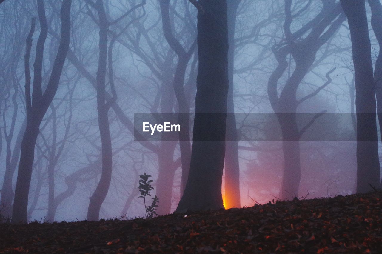 Scenic view of forest against sky at night