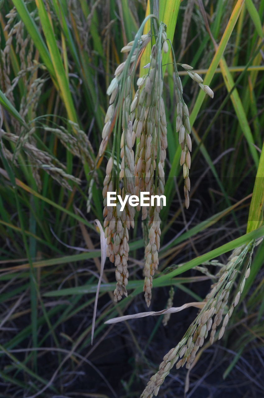 CLOSE-UP OF PLANT ON FIELD