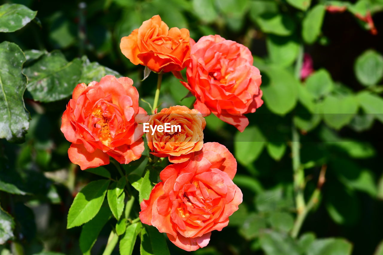 CLOSE-UP OF RED ROSE