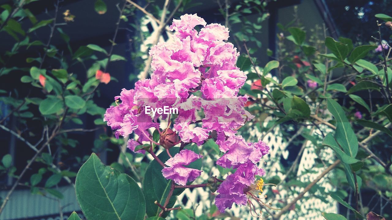 CLOSE-UP OF PINK FLOWERS IN GARDEN