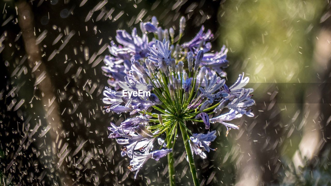 Close-up of purple flowers