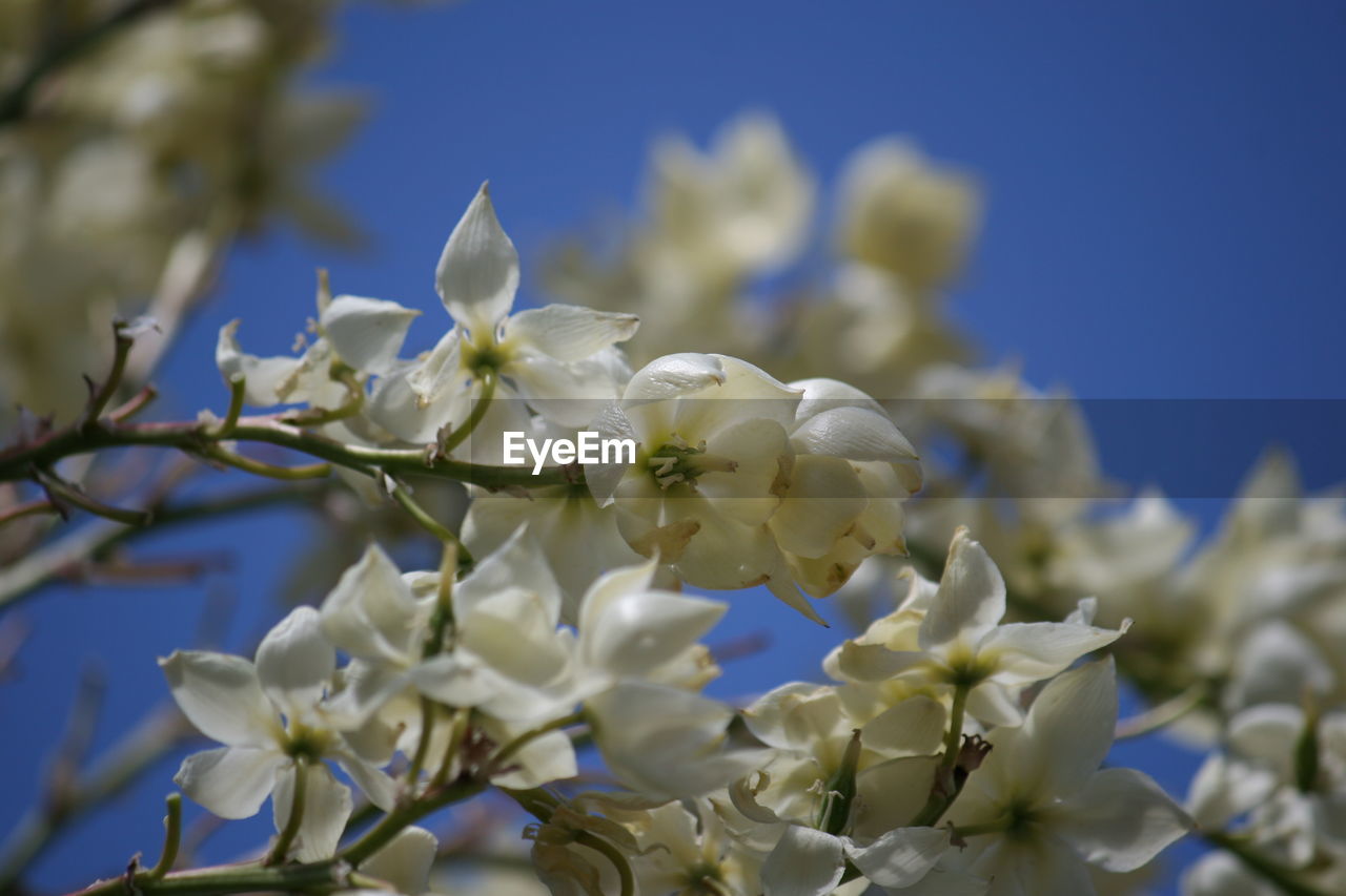 CLOSE-UP OF WHITE FLOWERS BLOOMING ON TREE