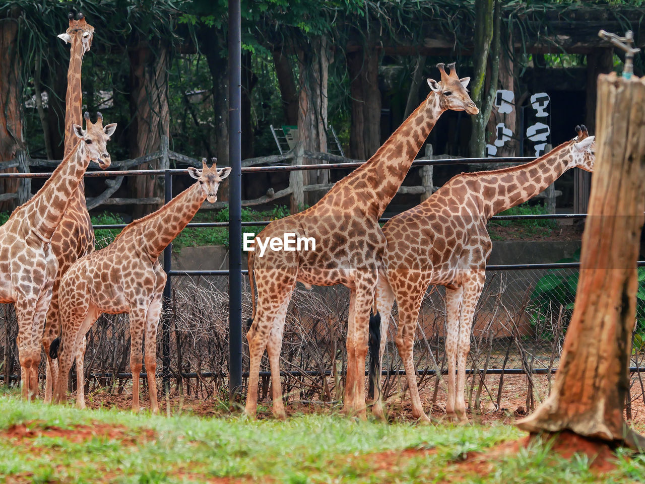 Giraffe standing at zoo