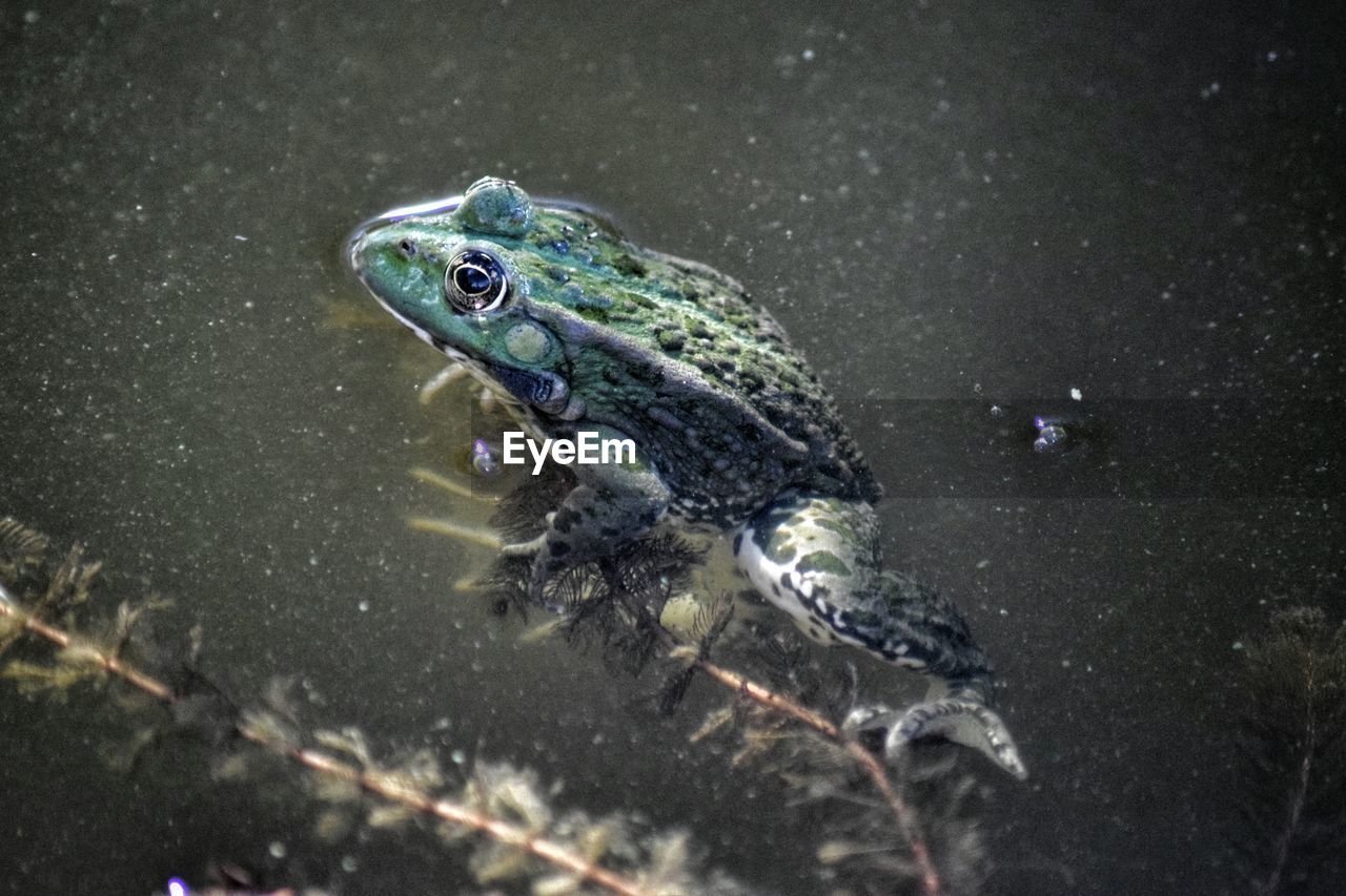 Close-up of a frog in water