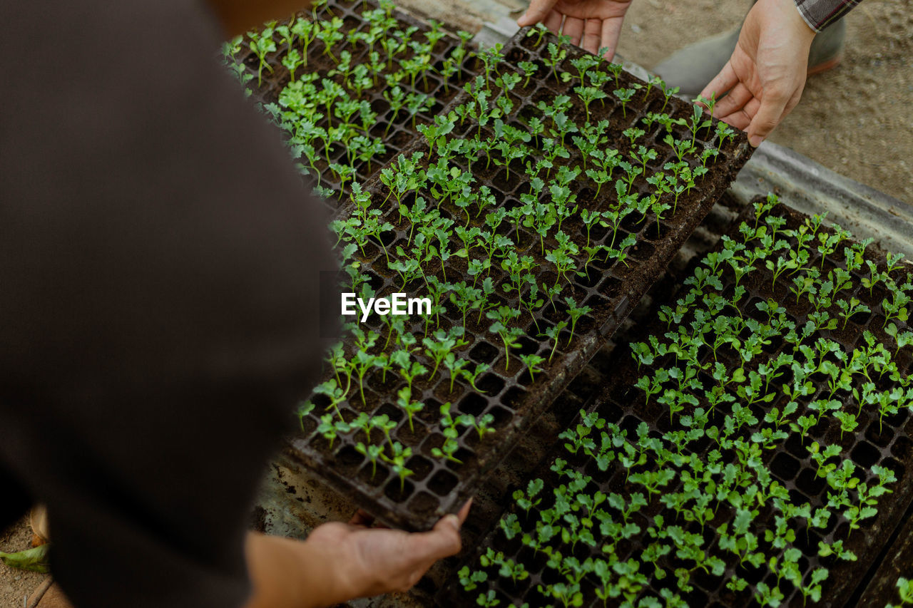 Man working on plant in yard