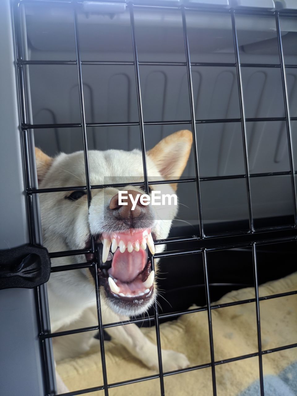 CLOSE-UP OF DOG LOOKING AWAY