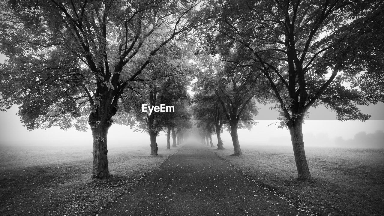 Trees on road during foggy weather