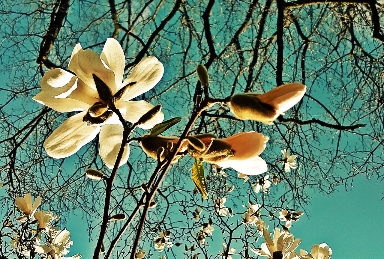CLOSE-UP OF FLOWERS AGAINST BARE TREE