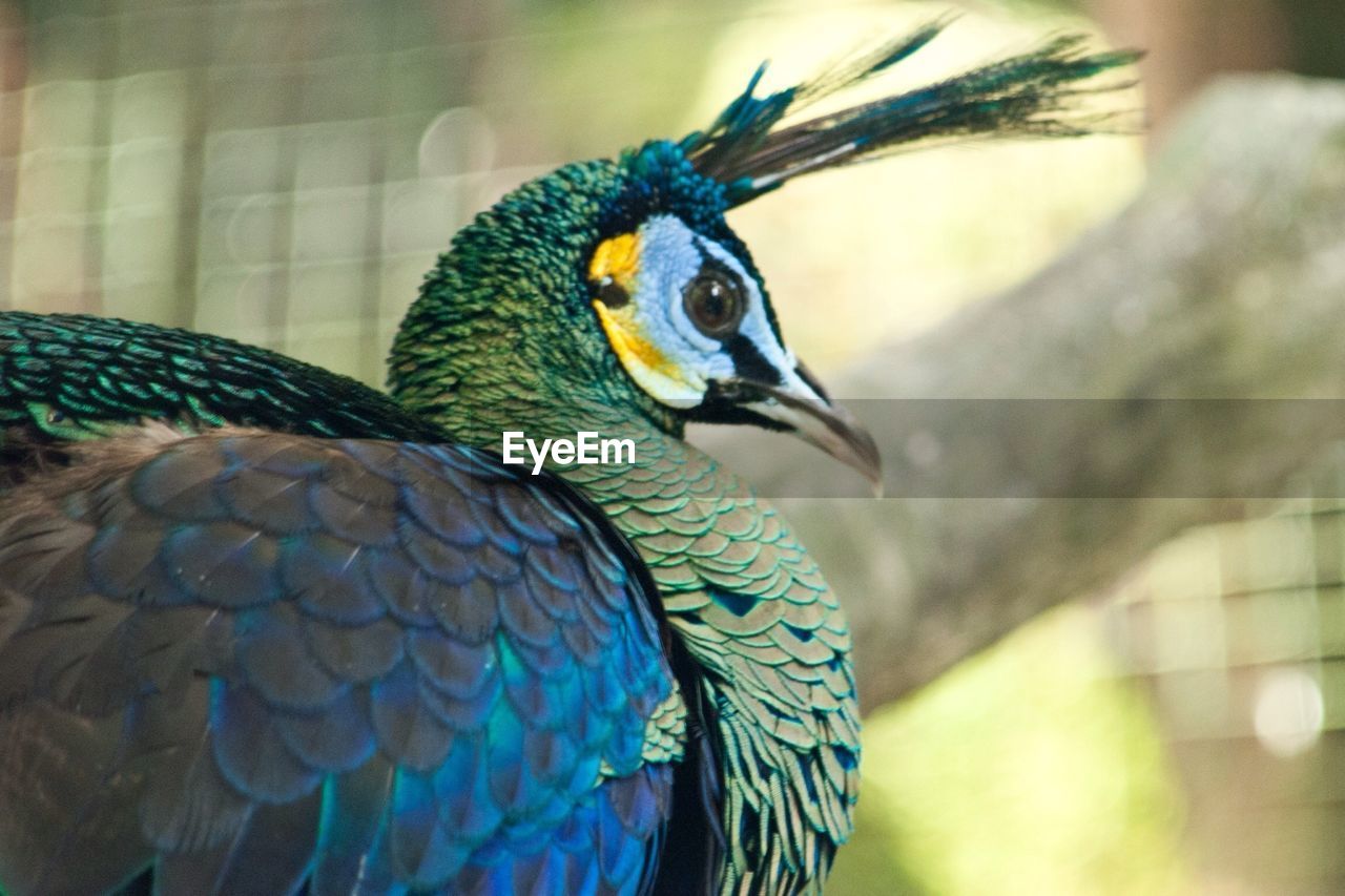 CLOSE-UP OF BIRD ON RAILING