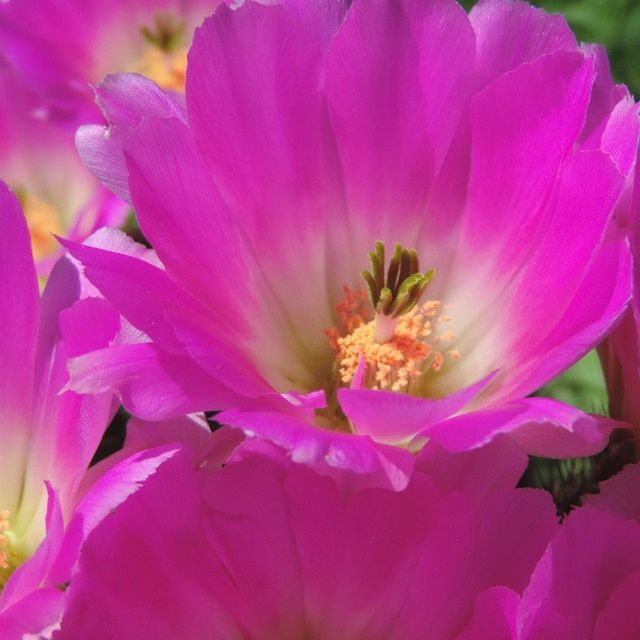 CLOSE-UP OF PINK ROSE