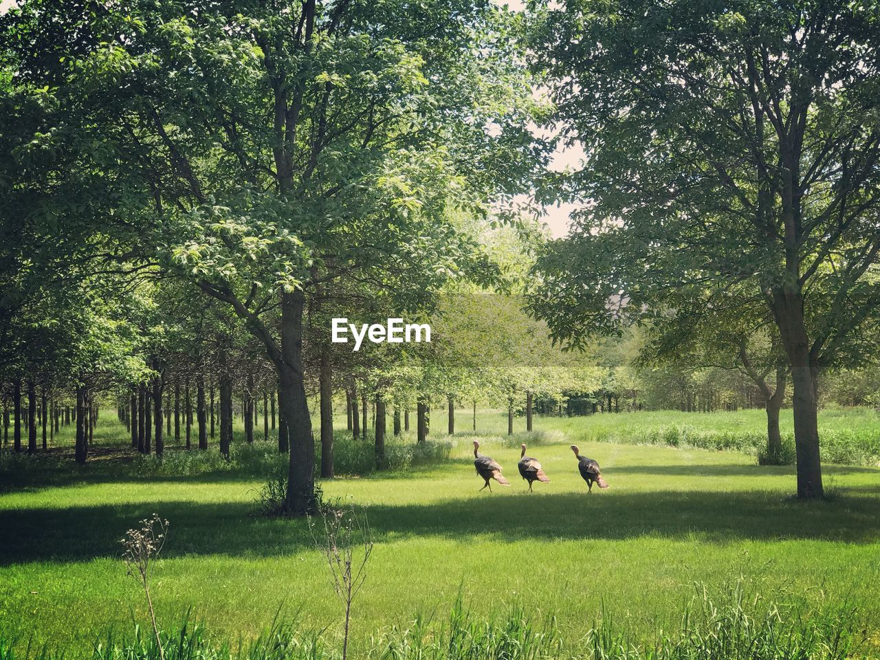 Birds walking on grassy field in public park