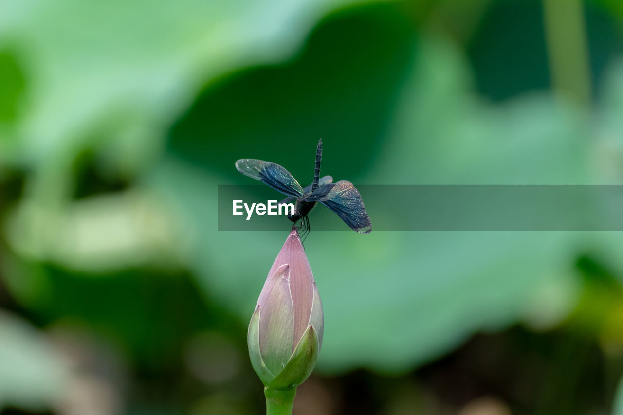 CLOSE-UP OF HOUSEFLY ON FLOWER