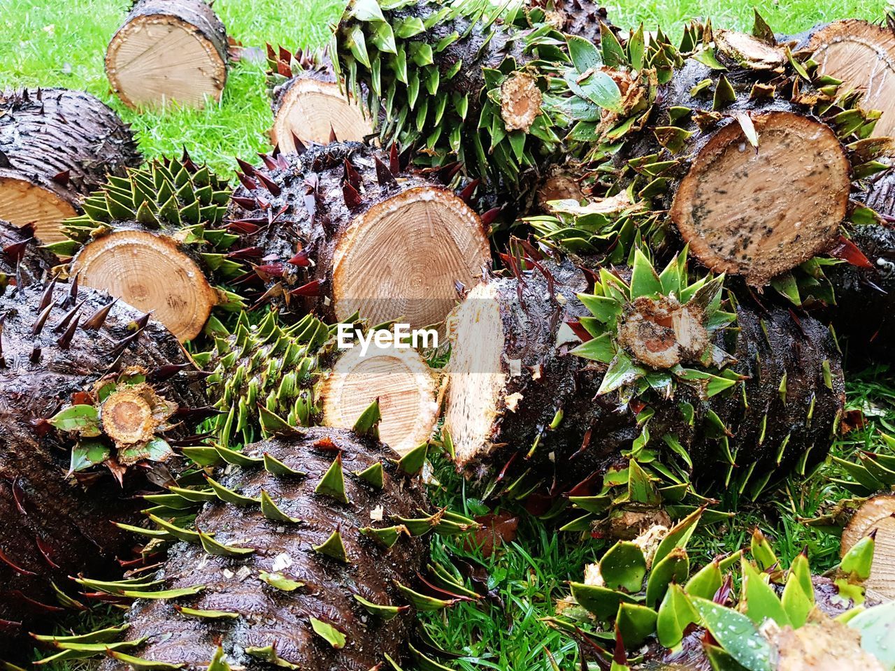 CLOSE-UP OF PLANTS GROWING BY TREE