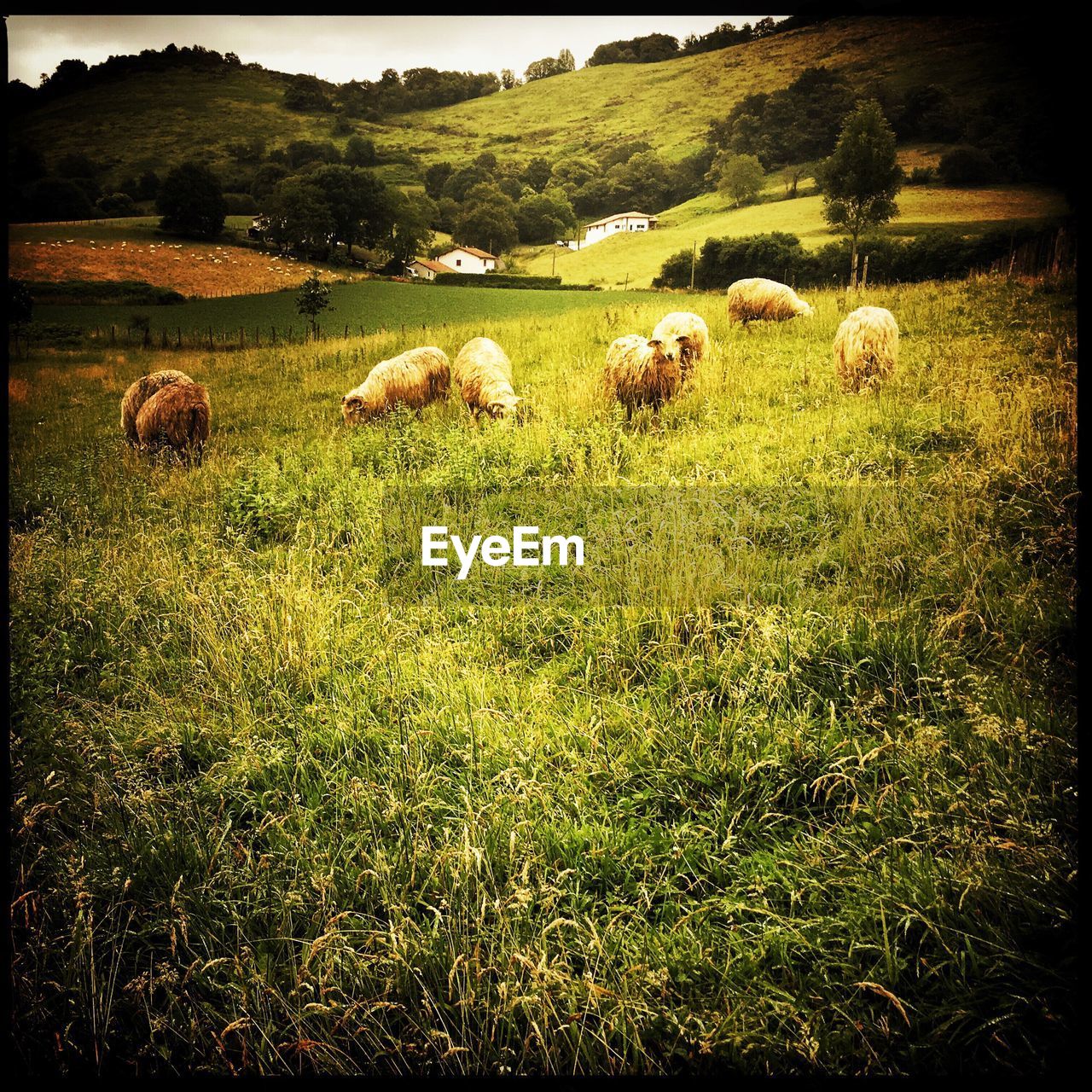 Sheep grazing on field during sunny day