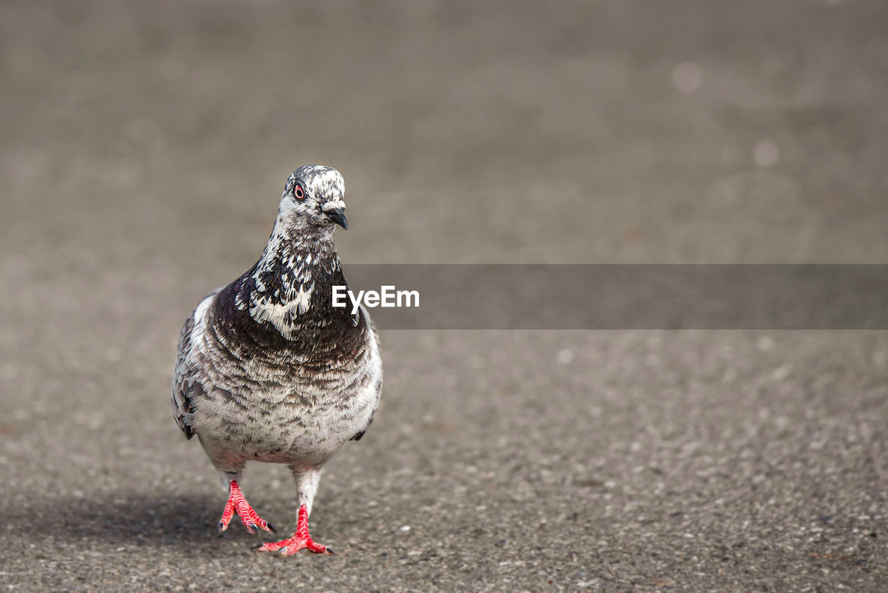 CLOSE-UP OF BIRD PERCHING ON A LAND